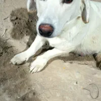 واگذاری|سگ|بجنورد, |دیوار