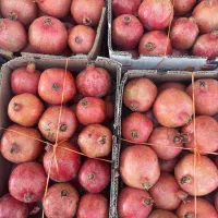 انار دانه قرمز درجه یک آبدار|خوردنی و آشامیدنی|یزد, |دیوار