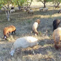 گوسفند بره دار