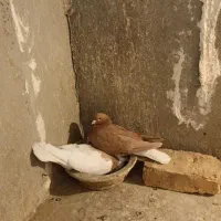 نرماده یال|پرنده|شیراز, بازار|دیوار