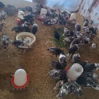 جوجه بوقلمون برنز