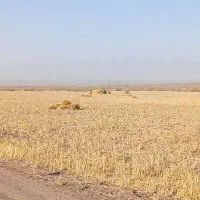 کاه دیم