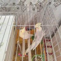 فروش یک جفت عروس هلندی|پرنده|کوار, |دیوار