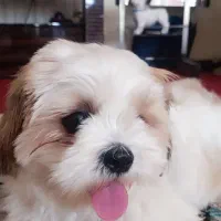 سگ باهوش و سرحال