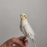 عروس هلندی|پرنده|شازند, |دیوار