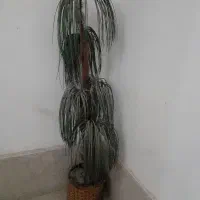 درختچه نخل پنج نخل