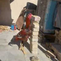 یک عدد خروس لاری برای فروش
