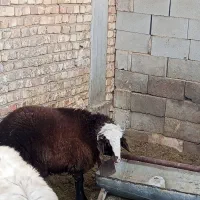 2 راس بره چاق|حیوانات مزرعه|جرقویه, |دیوار