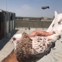 کفترسرور