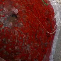 ماهی قرمز عید عمده و خرده|ماهی|تبریز, |دیوار