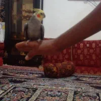 عروس هلندی