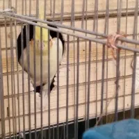 واگذاری عروس هلندی