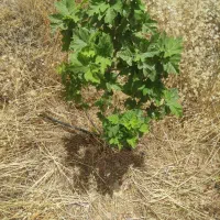 فروش-باغچه-1600متری