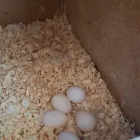 عروس هلندی مولد به شرط|پرنده|رودهن, |دیوار