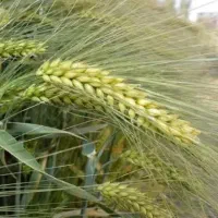 بذر جو  آبی دیم  لیبل دار  اصلاح شده