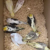 جوجه عروس هلندی سرلاکی