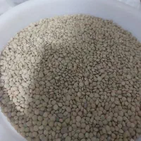 عدس محلی درجه ۱ محصول امسال
