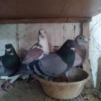 پلاکی و هومر نر
