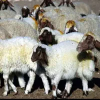 کارگر و نگهبان دامداری