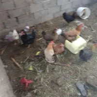 مرغ غرب|حیوانات مزرعه|آبادان, |دیوار