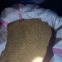 بذر شبدر هفت چین تضمینی