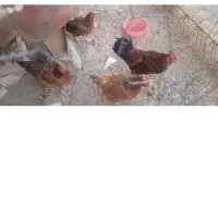 خروس
