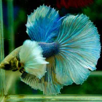 فایتر نژاد(قابل نگهداری در تنگ و ظرف بامبو)|ماهی|قم, هنرستان|دیوار