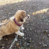 پاک‌وتا خانگی