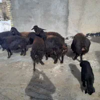 میش قرقزل آبستن سنگین