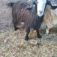 بز غاله جوان چاق|حیوانات مزرعه|ایواوغلی, |دیوار