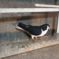 ی جفت سیاپوش|پرنده|قزوین, |دیوار