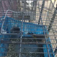 سحره نر|پرنده|شهریار, شهرک وائین|دیوار