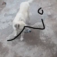 دوعددتوله۷ماهه