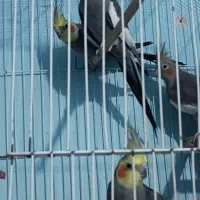 عروس هلندی|پرنده|میناب, |دیوار