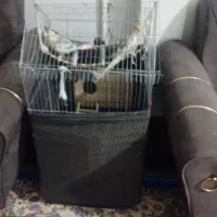 عروس هلندی سخنگو|پرنده|کرج, حصارک بالا|دیوار