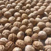 گردو|خوردنی و آشامیدنی|پاپی, |دیوار