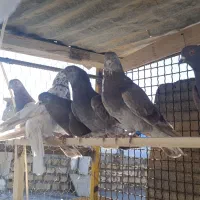 کبوتر پرشی|پرنده|فرمهین, |دیوار