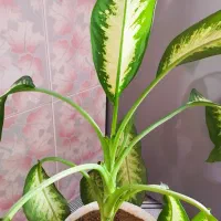 گل طبیعی|گل و گیاه طبیعی|نورآباد, |دیوار