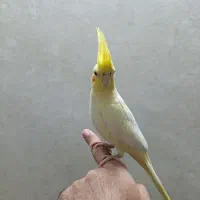 عروس هلندی از نسل سخنگو