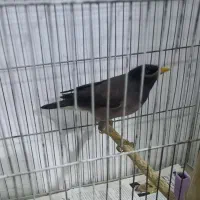 مرغ مینا|پرنده|تهران, ارجمندی راد|دیوار