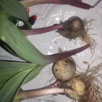 موسیر کوهی تازه تازه