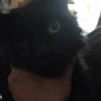 واگذاری کاملا رایگان گربه دوساله|گربه|مرند, |دیوار