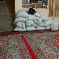 بذر خار مریم مخصوص روغن گیری