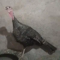 بوقلمون جوان ماده تخم‌گذار