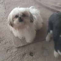 فروش سگ سفید