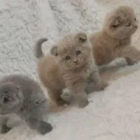 گربه با اصالت نژاد دار کاراملی