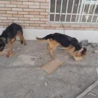 سگ ژرمن