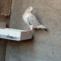 کفتر|پرنده|جم, |دیوار
