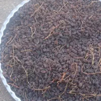 کشمش به صورت عمده|خوردنی و آشامیدنی|تاکستان, |دیوار