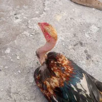 جوجه خونگی لاری